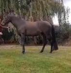 Super mooie 4jr Merrie, Merrie, Dressuurpaard