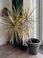 Kamerplant Madagascar Dragon Tree - Dracaena tricolor H150, Huis en Inrichting, Kamerplanten, Palm, 150 tot 200 cm, Halfschaduw