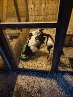 Te koop mooi toom lakenvelder kippen, Dieren en Toebehoren, Pluimvee, Meerdere dieren, Kip