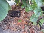 Prachtige lieve kittens te koop!, Dieren en Toebehoren, Katten en Kittens | Overige Katten, Meerdere dieren, Langharig, 0 tot 2 jaar