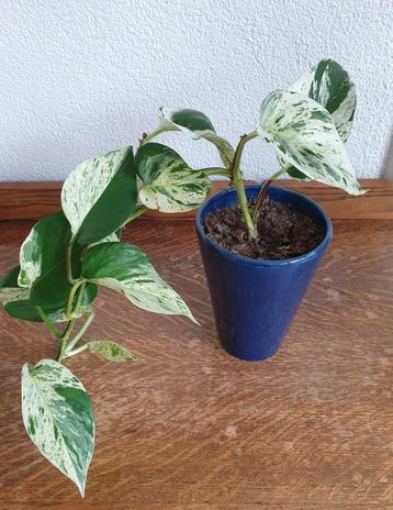 Kamerplant Hangplant Klimplant Epipremnum Aureum Drakenklimo beschikbaar voor biedingen