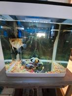 Leuk compleet aquarium met vissen, Ophalen, Gebruikt, Gevuld zoetwateraquarium