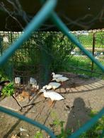 Loopeenden, Dieren en Toebehoren, Pluimvee, Meerdere dieren, Eend