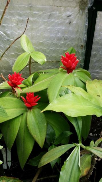 Costus osae fantastische gemberachtige Costa Rica zeer zacht beschikbaar voor biedingen