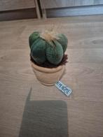 knuffel plant cactus take me home, Kinderen en Baby's, Speelgoed | Knuffels en Pluche, Ophalen of Verzenden, Zo goed als nieuw