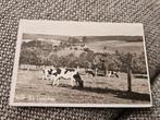 Epen  Koeien in landschap, Ophalen of Verzenden, 1940 tot 1960, Gelopen
