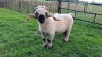 Walliser Schwarznase ram, Dieren en Toebehoren, Schapen, Geiten en Varkens, Mannelijk, Schaap, 3 tot 5 jaar