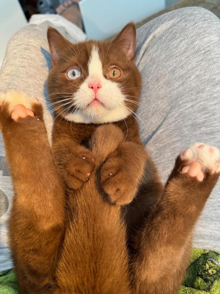 Cinnamon latent DBE ) dominant Bleu eyes, Dieren en Toebehoren, Katten en Kittens | Raskatten | Korthaar, Meerdere dieren, 0 tot 2 jaar