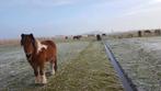 Stalling Ijslanders nabij Amsterdam, Dieren en Toebehoren, Stalling en Weidegang, Stalling