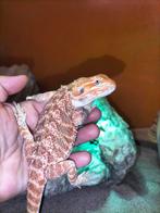 Baardagaam vrouw  kan mee naar houten, Dieren en Toebehoren, Hagedis, 0 tot 2 jaar