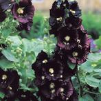 Alcea  Nigro (stokroos donker violet) zaden, Tuin en Terras, Ophalen of Verzenden, Najaar, Volle zon, Zaad