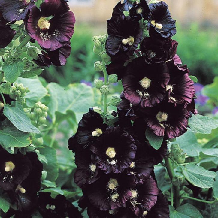 Alcea  Nigro (stokroos donker violet) zaden, Tuin en Terras, Bloembollen en Zaden, Zaad, Najaar, Volle zon, Ophalen of Verzenden