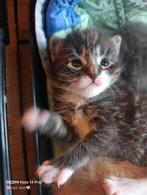 Nog 1 vrouw Prachtige Britse Langhaar x Maine Coon Kittens, Meerdere dieren, Ontwormd, 0 tot 2 jaar