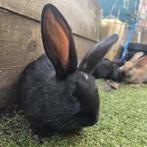 Vlaamse reus, Dieren en Toebehoren, Konijnen