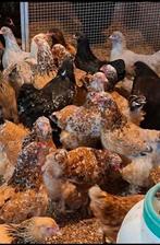 Brahma porselein hennen Maart 2025 aan de leg, Dieren en Toebehoren, Pluimvee, Geslacht onbekend, Kip