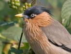 Vogels, Dieren en Toebehoren, Ophalen