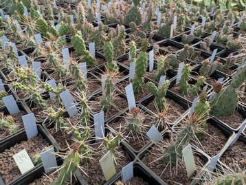 Winterharde cactussen rotsplanten vetplanten cactus opuntia  beschikbaar voor biedingen