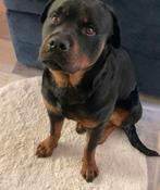 Rotweiler, Particuliere oppas