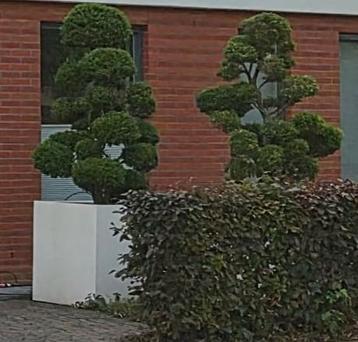 2x Ilex crenata Japanse Hulst Bonsai met  bakken  beschikbaar voor biedingen