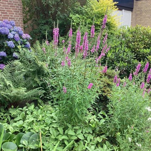 Kattenstaart, Tuin en Terras, Vijvers, Ophalen