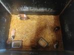 Cavia's mannen en vrouwen, Juli