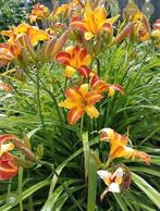 Hortensia’s / tradescantia / daglelies / vlambloem, Tuin en Terras, Ophalen of Verzenden, Halfschaduw