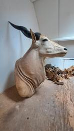 Prachtige Opgezette Antilope (Eland) Taxidermie, Ophalen of Verzenden, Zo goed als nieuw, Opgezet dier