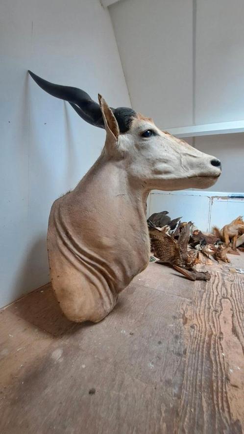 Prachtige Opgezette Antilope (Eland) Taxidermie, Verzamelen, Dierenverzamelingen, Zo goed als nieuw, Opgezet dier, Ophalen of Verzenden