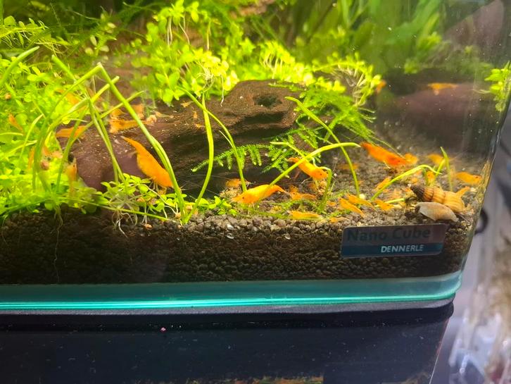 Oranje Neocaridina garnalen, Dieren en Toebehoren, Vissen | Aquariumvissen, Kreeft, Krab of Garnaal