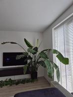 Strelitzia Nicolai, Huis en Inrichting, Kamerplanten, Ophalen