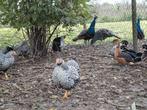 Fazanten-Duiven-pauwen-Eenden-Kippen-Sonnerathoenders-ect..., Dieren en Toebehoren