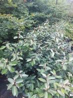 olijfwilg / Eleagnus ebbingei, Ophalen, Overige soorten, Haag, Minder dan 100 cm