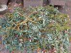 Snoeiafval eucalyptus kleine en lange takken, Volle zon, Vaste plant, Bloeit niet, Ophalen