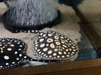 Big spot pups potamotrygon black diamond man, Dieren en Toebehoren, Vissen | Aquariumvissen, Vis