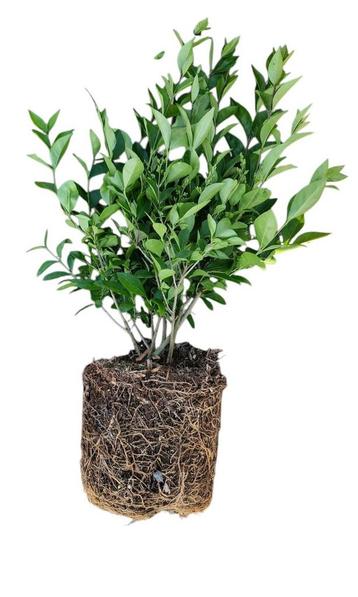 Liguster (Ligustrum ovalifolium) beschikbaar voor biedingen