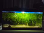Aquarium, Tetra starter line,  54 liter, met toebehoren, Dieren en Toebehoren, Ophalen, Zo goed als nieuw, Gevuld zoetwateraquarium