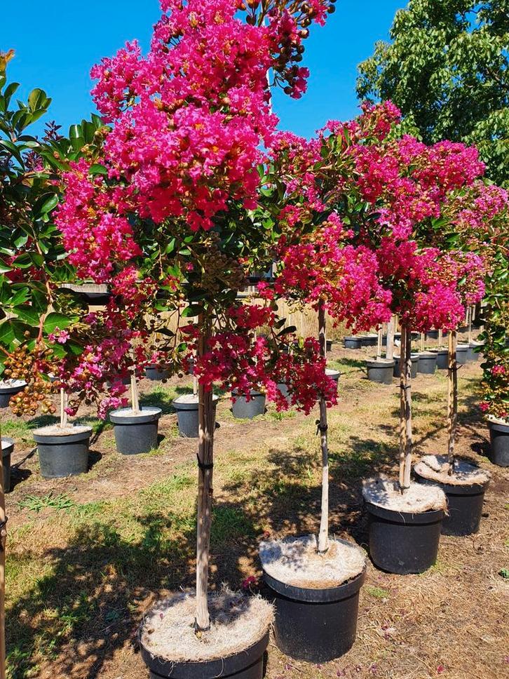 Lagerstroemia indica Mimie Dablage / Treurvorm Lagerstroemia, Tuin en Terras, Planten | Bomen, Treurboom, 100 tot 250 cm, Volle zon