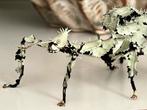 Eitjes australische flappentakken ‘innisfail’, Dieren en Toebehoren, Insecten en Spinnen, Wandelende tak