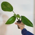 Monstera pinnatipartita, Huis en Inrichting, Kamerplanten, Ophalen of Verzenden, Halfschaduw, Minder dan 100 cm