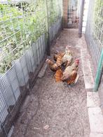 Sebright kippen, Dieren en Toebehoren, Pluimvee, Vrouwelijk, Kip