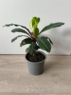 Madagascar jewel, Ophalen, Overige soorten, Minder dan 100 cm