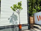 Vijgenboom - stamomvang 4-6 cm - zoete donkere vrucht, Tuin en Terras, Planten | Bomen, In pot, Halfschaduw, Zomer, Overige soorten