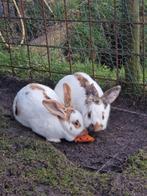 Lotharinger konijnen, Ophalen of Verzenden