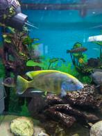 Nimbochromis venustus malawi  Man, Dieren en Toebehoren, Vis