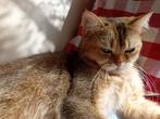 Brits korthaar poesje Desy, Dieren en Toebehoren, Katten en Kittens | Raskatten | Korthaar, 0 tot 2 jaar, Poes, Gechipt