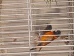 Te koop, Dieren en Toebehoren, Meerdere dieren, Tropenvogel, Geringd