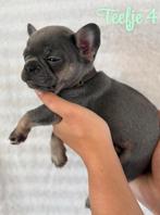 Mooie Franse Bulldog pups met NLpaspoort-DIRECT BESCHIKBAAR, Parvo, 8 tot 15 weken, Bulldog, Meerdere
