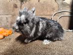 Raszuiver leeuwenkop konijntje, Dieren en Toebehoren, Konijnen, Mannelijk, Dwerg, 0 tot 2 jaar