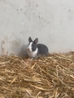 Super lieve kinder konijntjes, Meerdere dieren, Dwerg