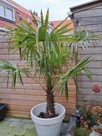 Palmboom te koop!, Bloeit niet, 100 tot 250 cm, Palmboom, Ophalen